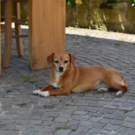 Ca' Borghino Lantgård Alba (Piedmont)