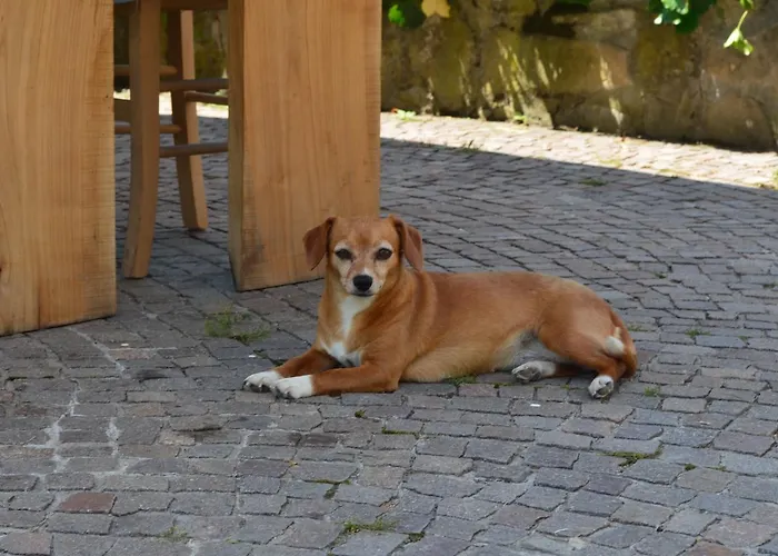 Ca' Borghino Alojamento de Turismo Rural Alba (Piedmont)